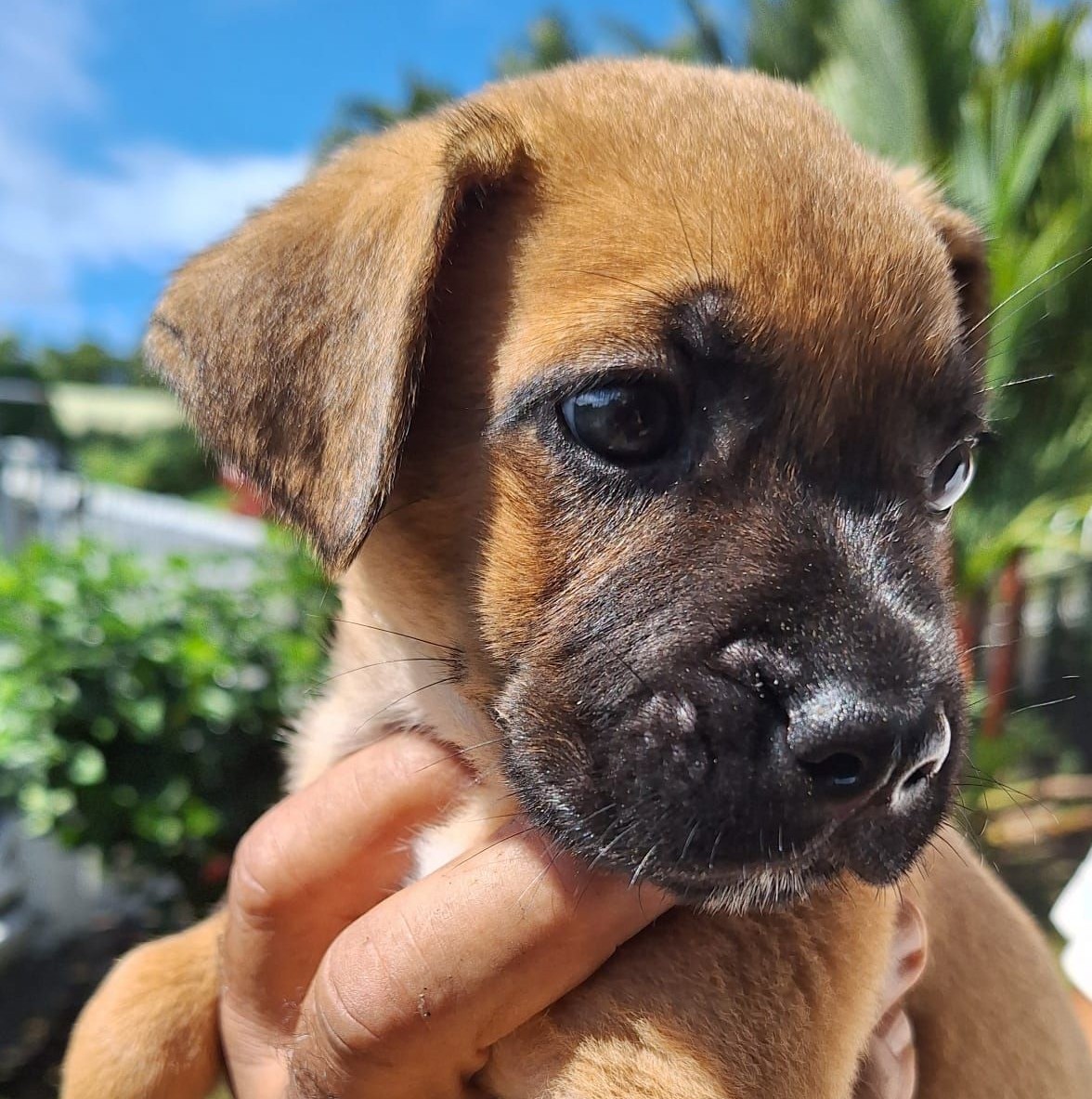 Chiens à adopter